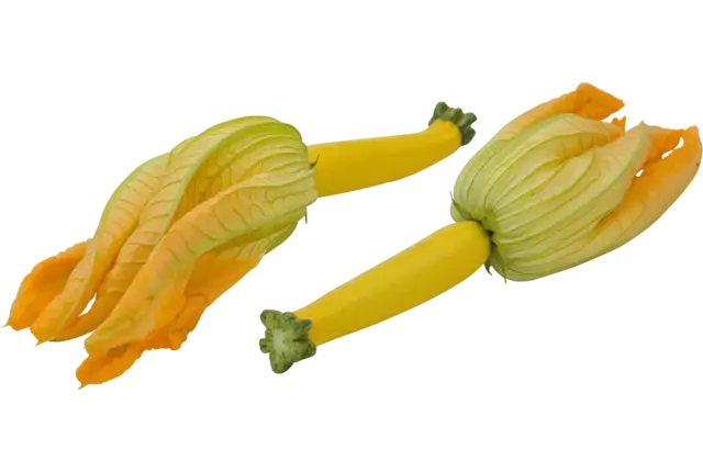 Courgette bloem geel